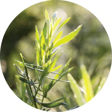 Tarragon Essential Oil - Living Libations